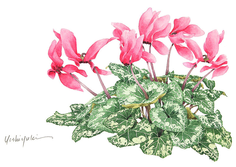 茨木祥之　秋から春にかけて花が咲くシクラメンの花イラスト　花・植物イラスト