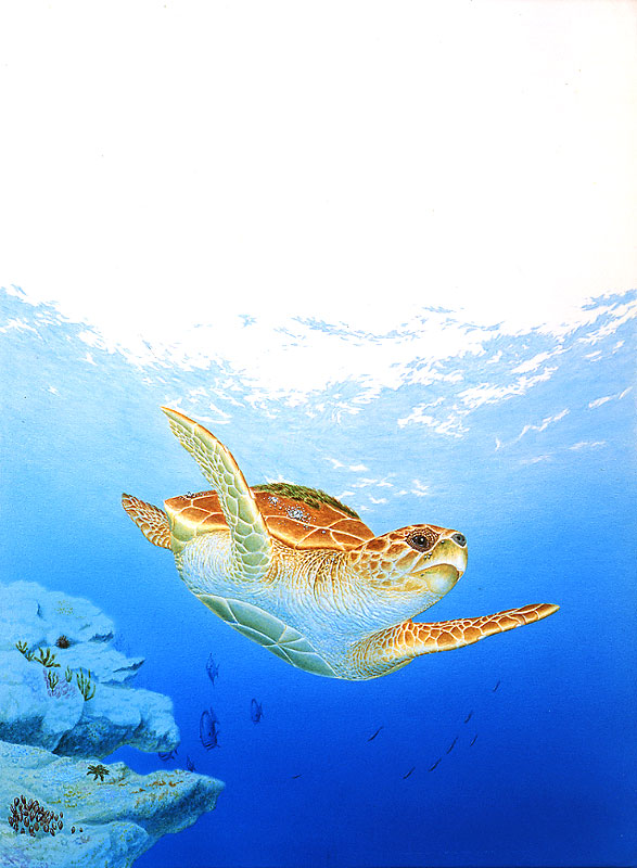 夏の海を泳ぐウミガメ リアル動物イラスト ストックイラスト 衛星写真素材blog 株式会社アートバンク オフィシャルブログ