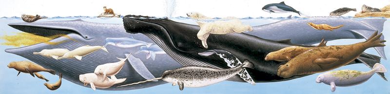 生物イラスト　スーパーリアル、海の哺乳類達