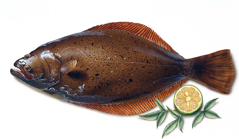 旬を味わう魚のヒラメイラスト　秋から冬にかけて旬になる白身魚平目の食材イラスト