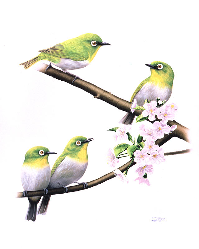 鳥越靖博　桜の花咲く木の枝にとまるメジロイラスト