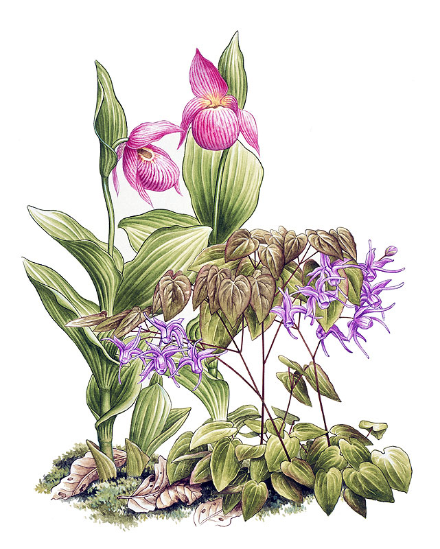 植物 花 イラスト一覧 株式会社アートバンクのオフィシャルサイト ストックイラストレーションライブラリー