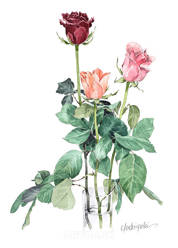 バラのイラスト・水彩画の薔薇