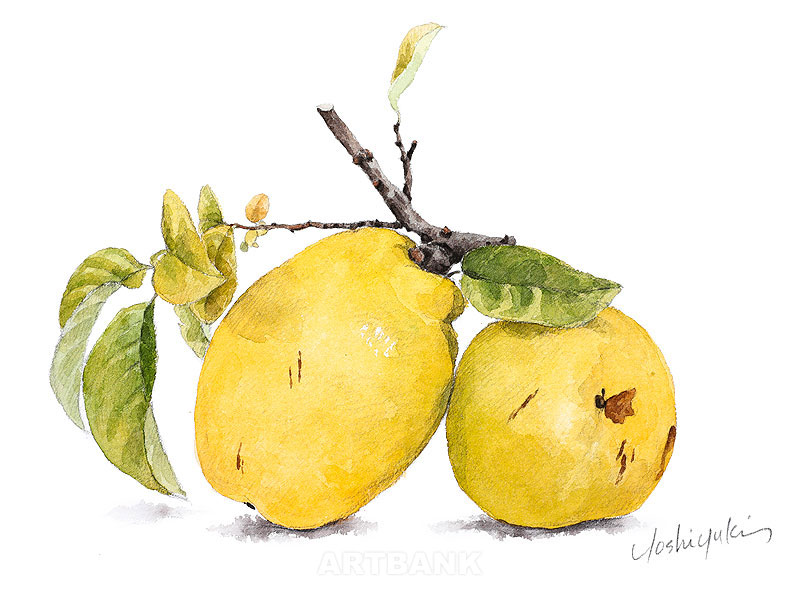 かりんイラスト 可愛い果物花梨の手描き水彩イラスト