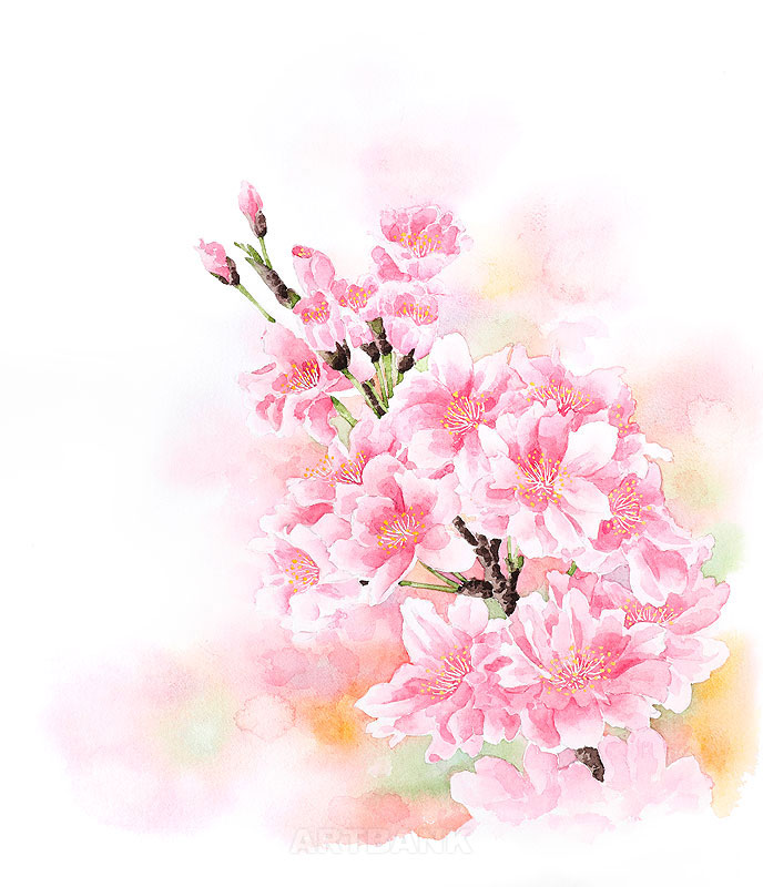 八重桜イラスト おしゃれな手描き水彩ヤエザクライラスト素材