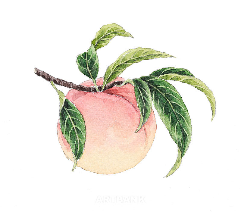 手描き水彩ももイラスト：木の枝の桃