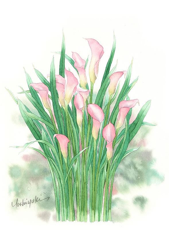 カラーの花水彩画イラスト 整然と一束にまとめられたカラーの花水彩画