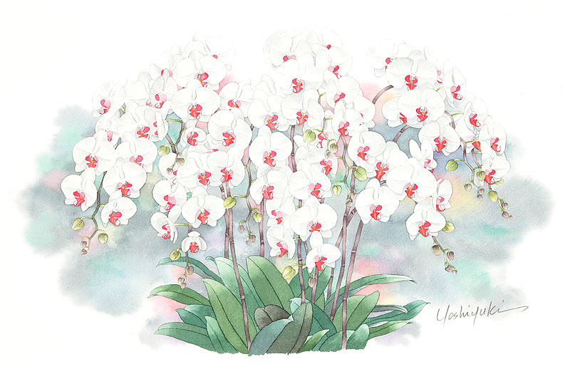 胡蝶蘭水彩画イラスト 枝いっぱいに白い花をつけたコチョウランの水彩画イラスト