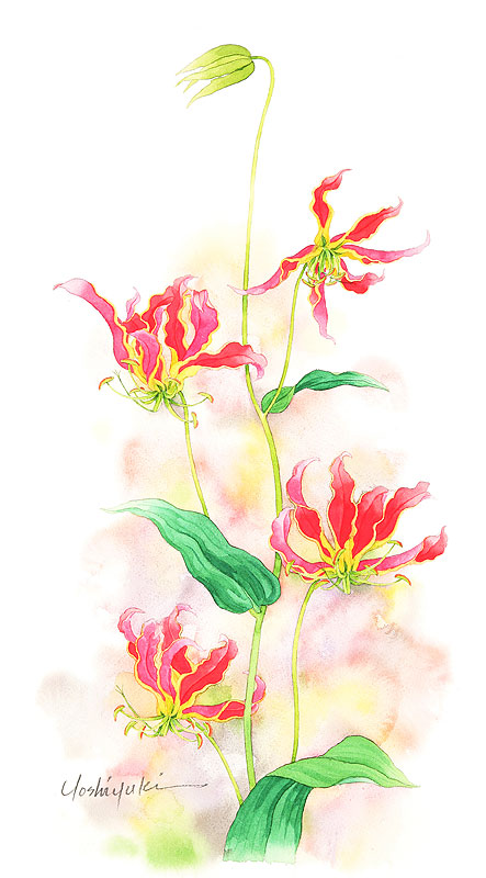 グロリオサ水彩画イラスト 赤い花のグロリオサ水彩画イラスト