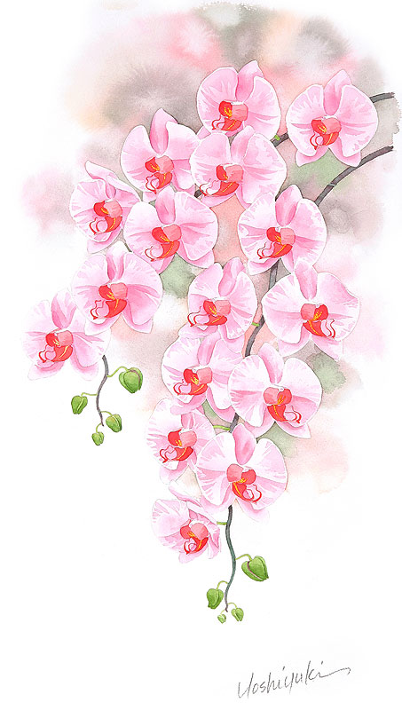 胡蝶蘭水彩画イラスト 垂れた枝にピンクの花をつけた胡蝶蘭