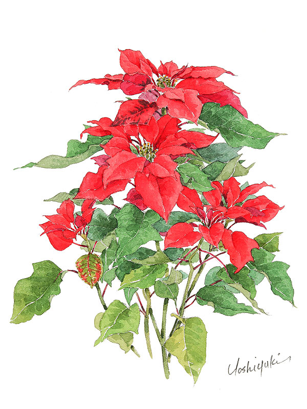 ポインセチア水彩画イラスト 花の様な赤い葉が鮮やかなポインセチアの水彩画イラスト