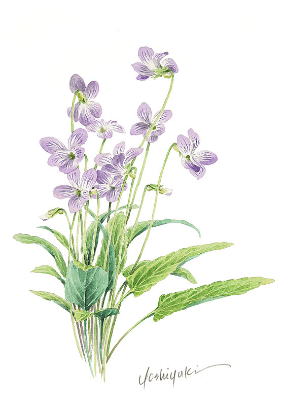 スミレ水彩画イラスト 紫色の花をつけた一束のスミレ水彩画イラスト