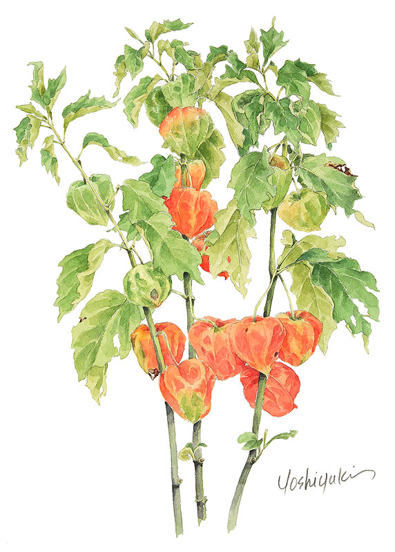 ホオズキ水彩画イラスト 赤い実をたわわにつけたホオズキ3本の水彩画イラスト