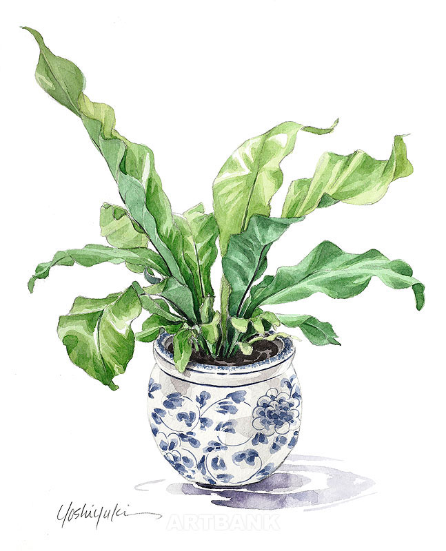 テーブル上の観葉植物のイラスト・鉢植えの オオタニワタリ