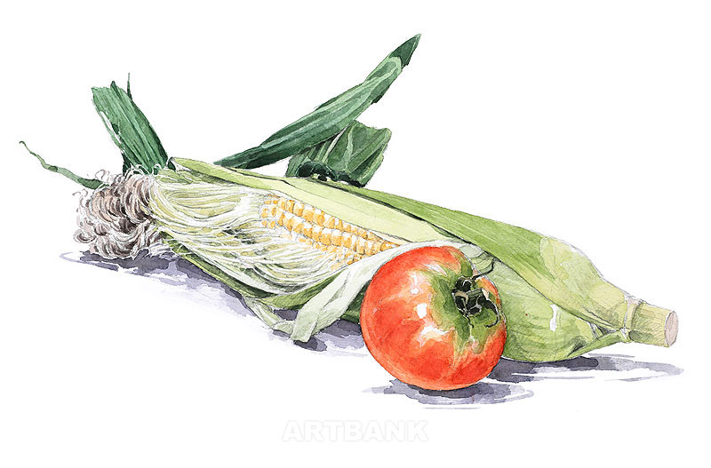 夏野菜イラストとうもろこしとトマトの水彩画 とうもろこしイラスト