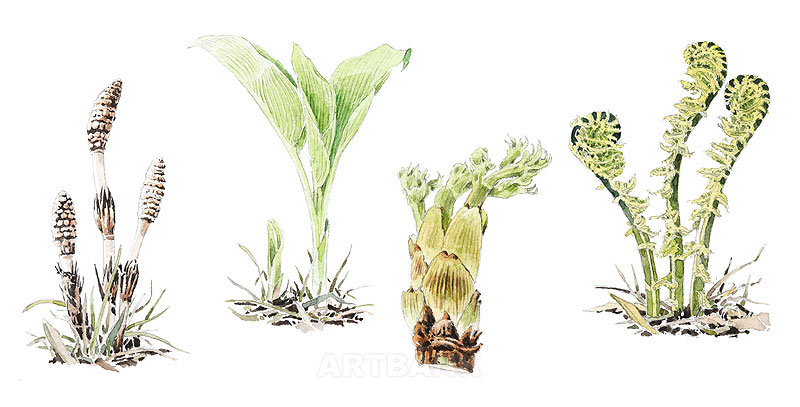 春の山菜イラスト・ツクシ・ウルイ・タラの芽・コゴミ手描き水彩イラスト