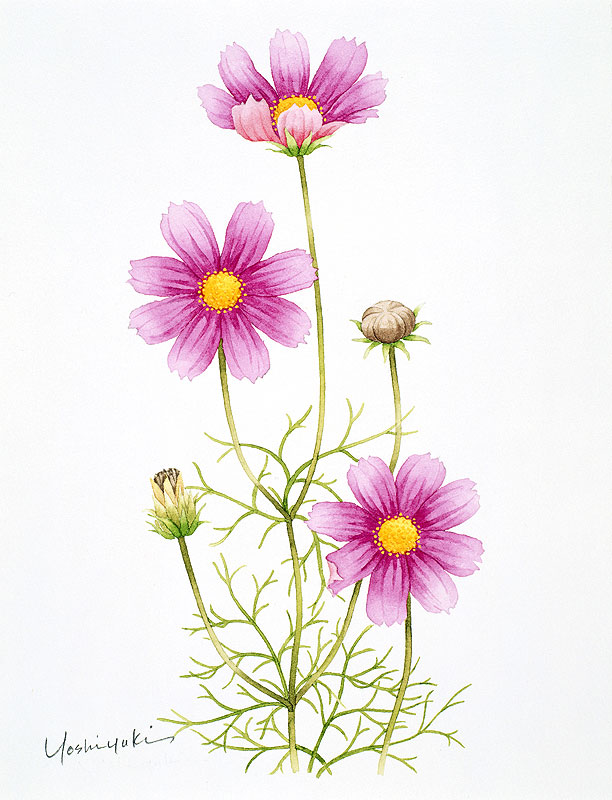 コスモス水彩画イラスト 3つの花とつぼみのあるコスモス水彩画イラスト