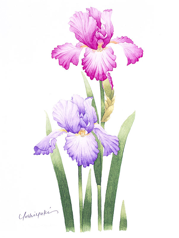 ジャーマンアイリス水彩画イラスト ピンクと紫のジャーマンアイリス水彩画イラスト