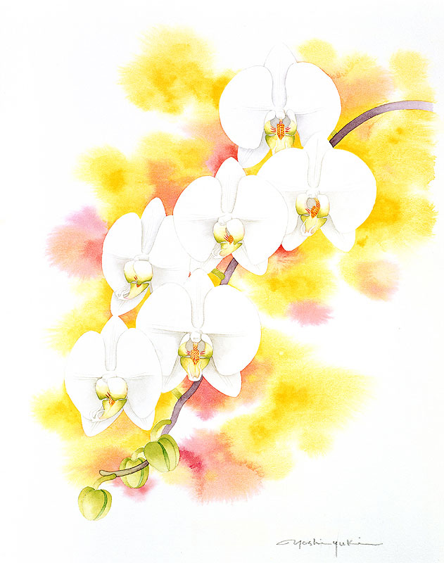 コチョウラン水彩画イラスト 黄色のボカシバックのある白いコチョウラン水彩画イラスト