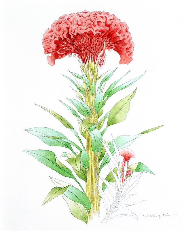 ケイトウ水彩画イラスト 大きい花と小さい花のケイトウ水彩画イラスト