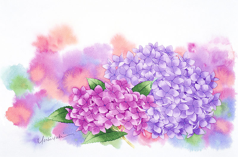 紫陽花水彩画イラスト 薄紫のボカシバックのあるアジサイ水彩画イラスト