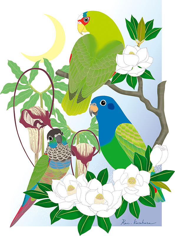 四季の花鳥風月カレンダーイラスト 初夏の花と鳥 泰山木にとまるインコと