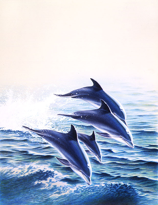 生物イラスト 海面からジャンプする４匹のイルカ