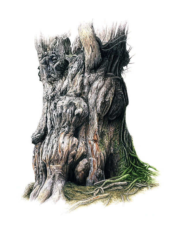 生物イラスト スーパーリアル 巨樹 縄文杉 部分