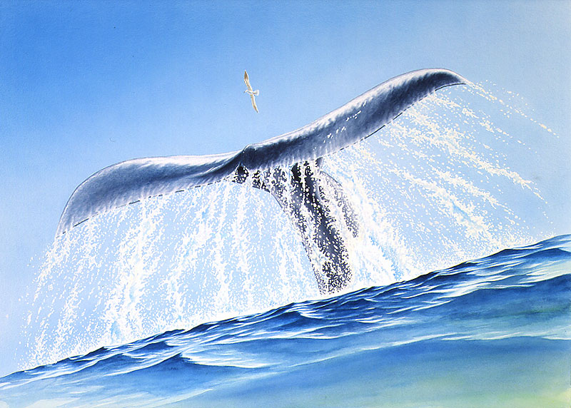 生物イラスト 尾びれを高く上げて海中に潜るクジラと飛ぶカモメ