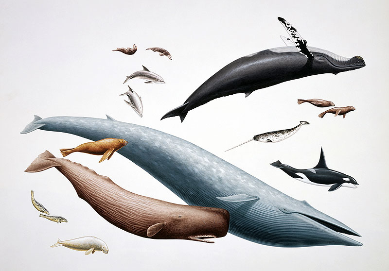 生物イラスト 海洋生物 シロナガスクジラ マッコウクジラ