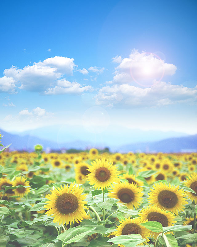 夏の背景素材 ひまわりと青空 イメージイラスト