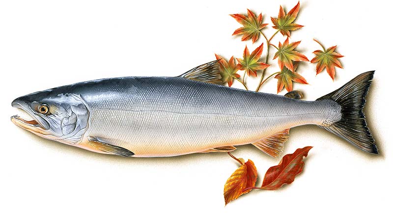  鮭イラスト：秋鮭（アキアジ）サーモンのイラスト