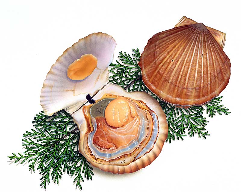 手描きリアルホタテ貝イラスト：帆立貝の貝柱