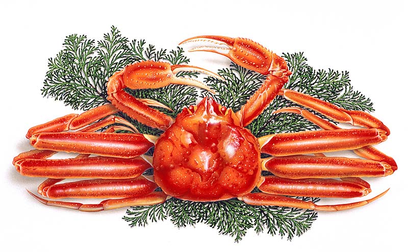 蟹イラスト 松葉ガニ 越前ガニとも言われるズワイガニ 冬の食材 日本海蟹