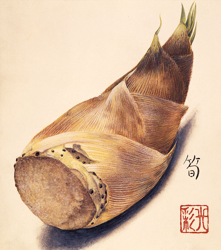 筍イラスト 野菜 山菜 春の食材