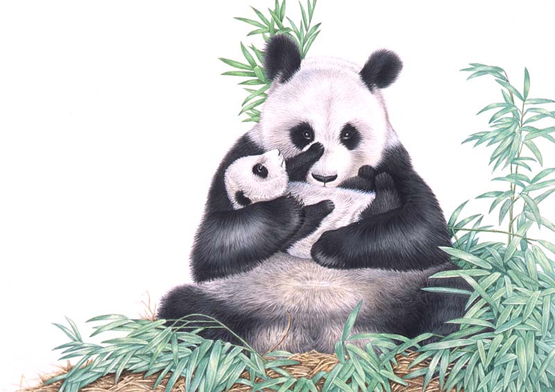 動物イラスト スーパーリアル 子パンダを抱くパンダと笹