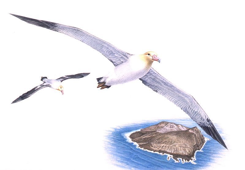 動物イラスト スーパーリアル 海上を飛ぶ鳥