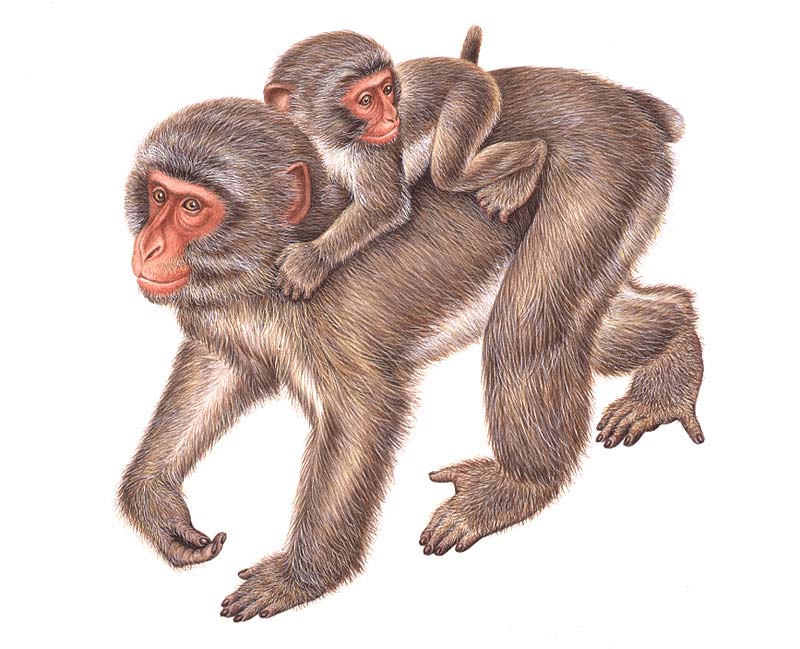 動物イラスト スーパーリアル 小猿をおんぶする母猿