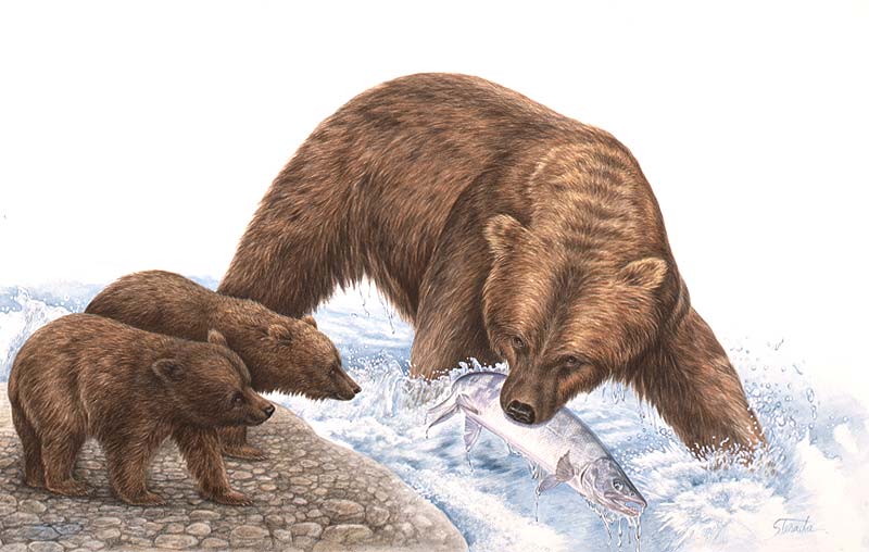 動物イラスト スーパーリアル 川で鮭をくわえる熊と小熊