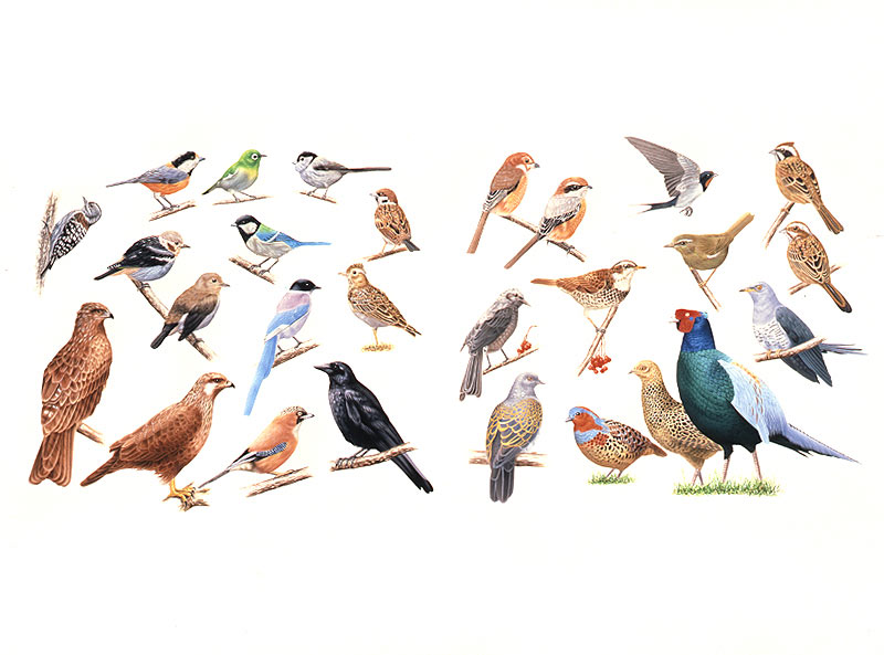 動物イラスト スーパーリアル 色々な鳥
