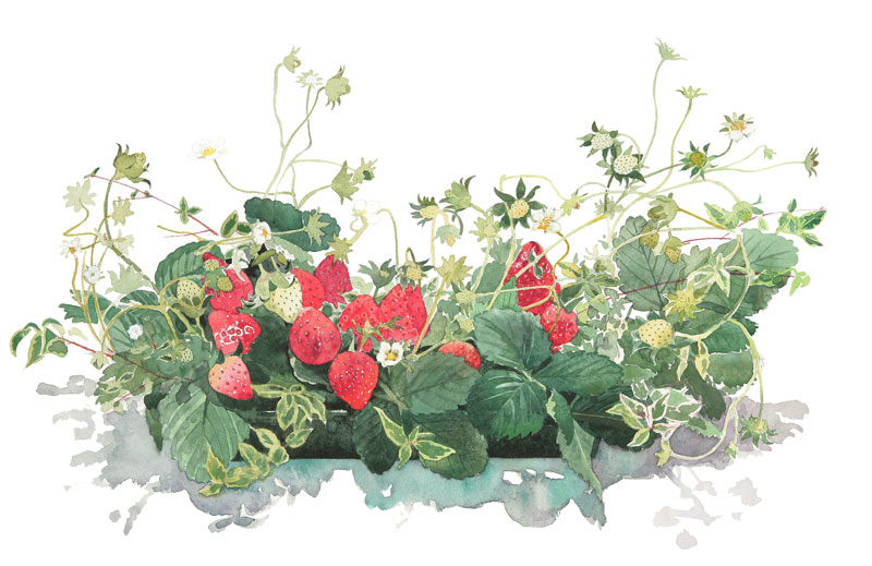 植物 花 水彩画イラスト 葉っぱ付き苺のアレンジメント