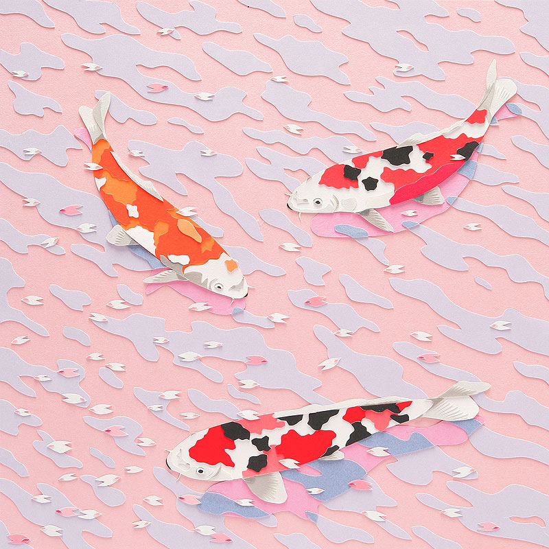 ニシキゴイイラスト 水面に落ちた花びらの下を泳ぐ春の錦鯉
